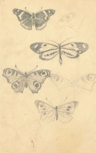 Skitse af sommerfugle