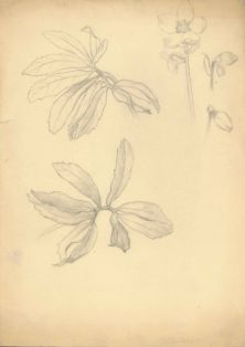 Skitser af blade og franske anemoner