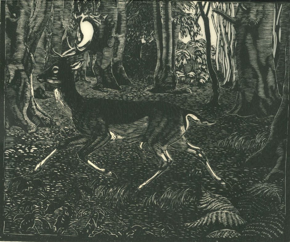 Løbende hjort i skov
