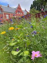 Sommeryoga i museumshaven

