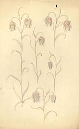 Stephan Ussing. Vibeæg | RKM