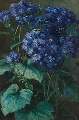 Emmy Thornam. Blomstrende blå cineraria | RKM