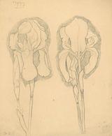 Stephan Ussing. Iris | RKM