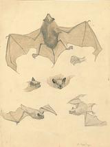 Stephan Ussing. Flagermus | RKM